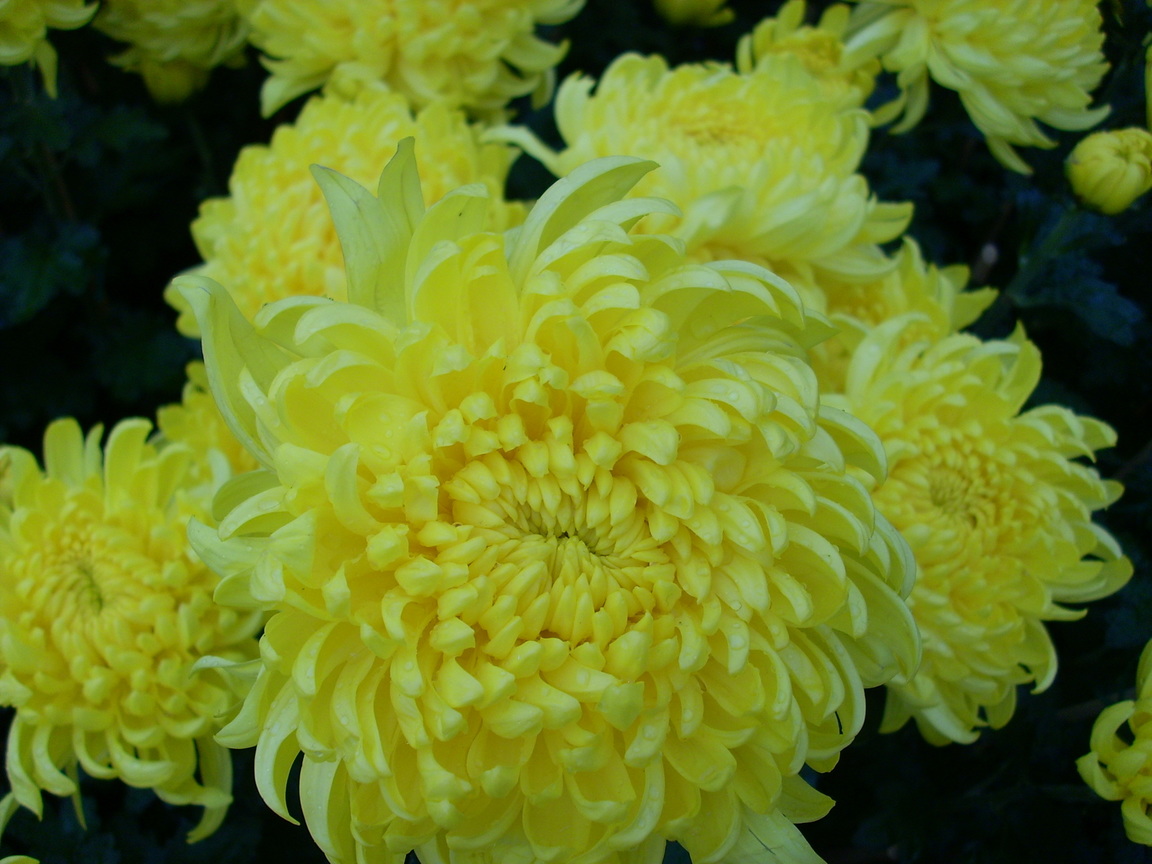 再現美麗島2007年數位�