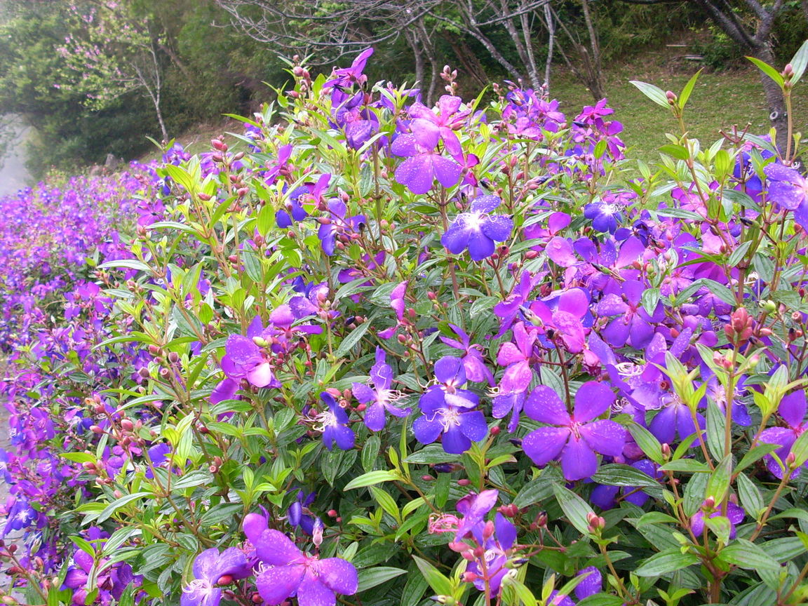 再現美麗島2007年數位�