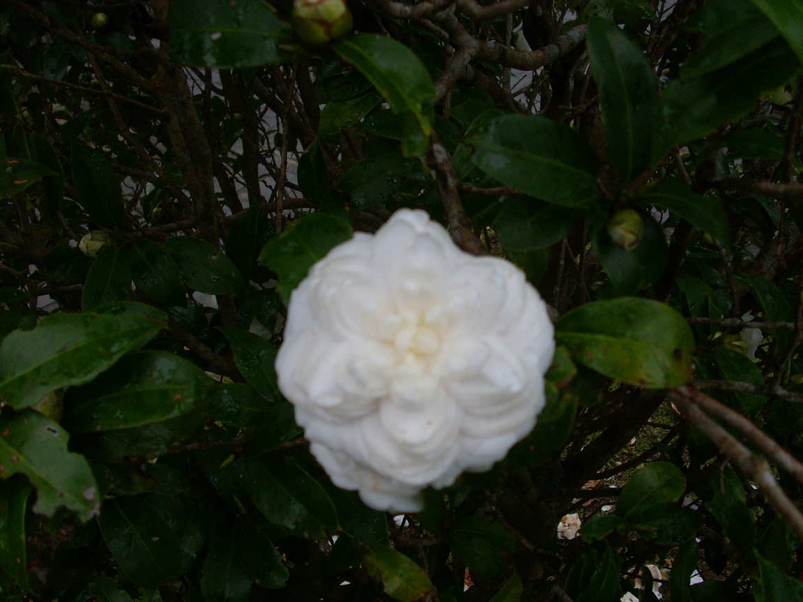 再現美麗島2007年數位�