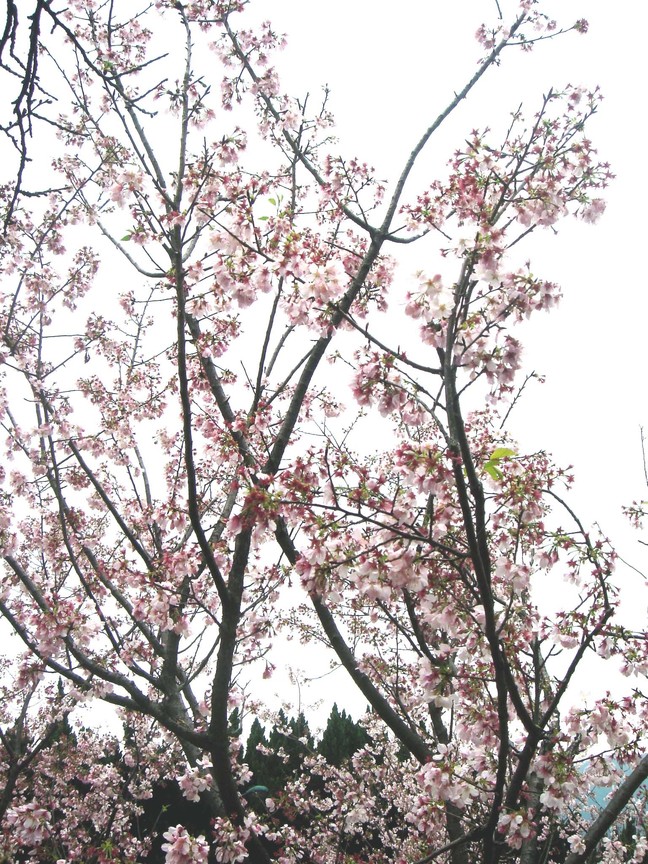 陽明山花季