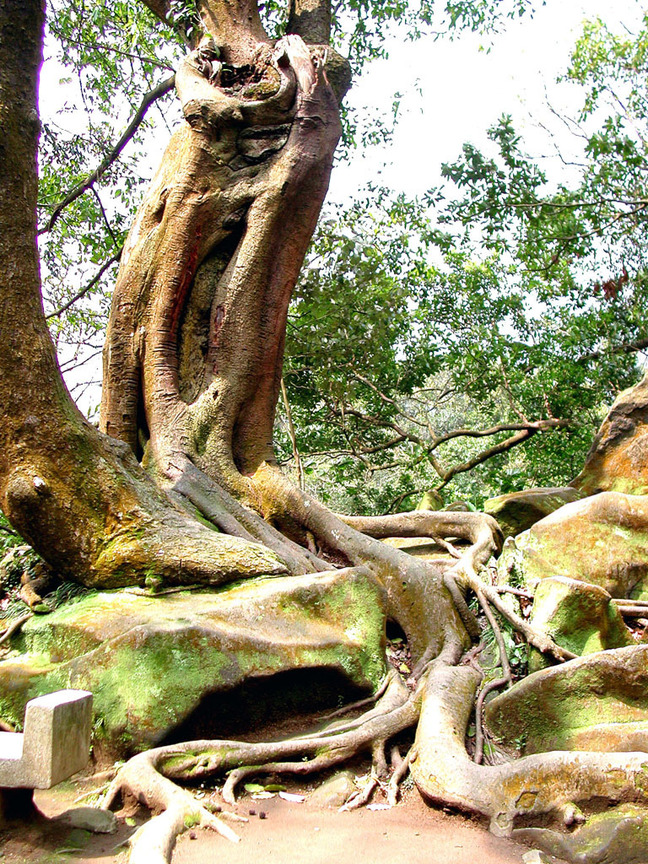 老樹盤根，新葉錯結