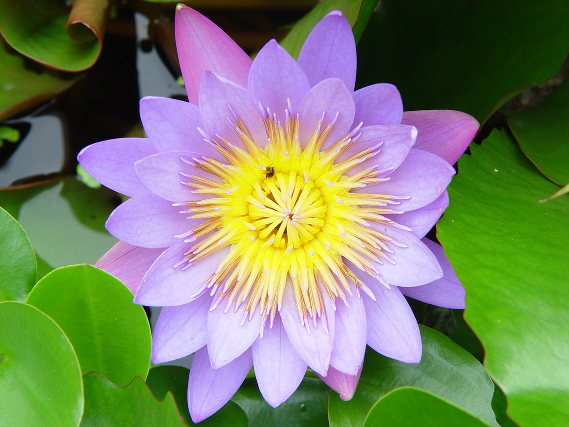 蓮花