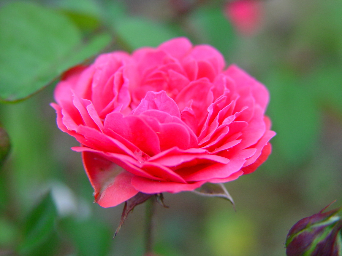 薔薇花
