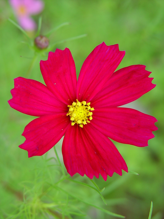 波斯菊