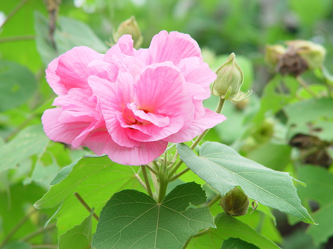 重瓣芙蓉