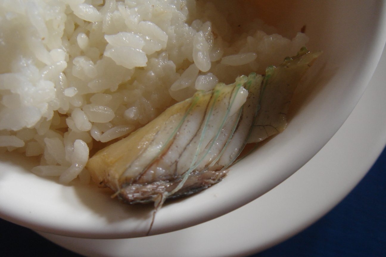 尖嘴魚的刺