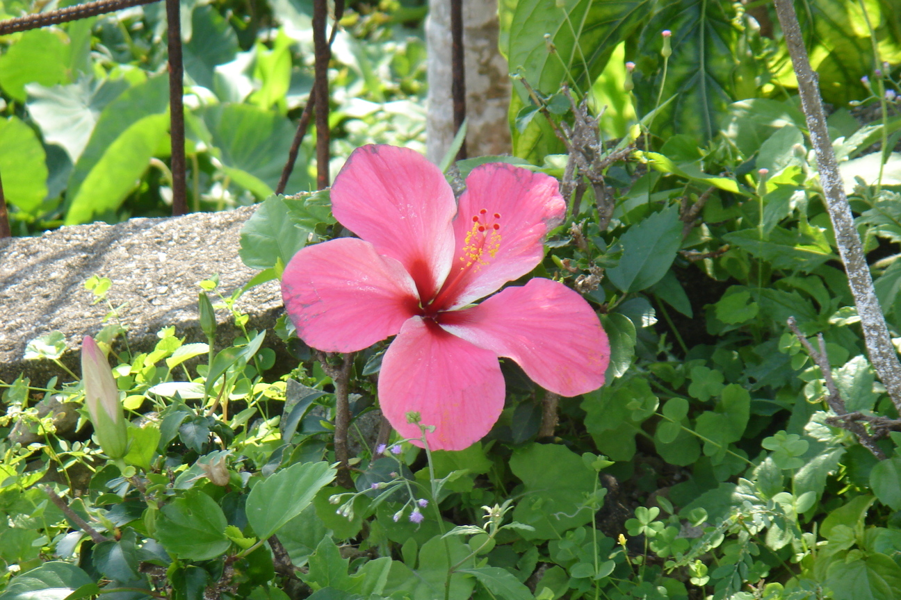 路邊一朵扶桑花