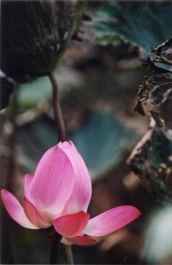 蓮花