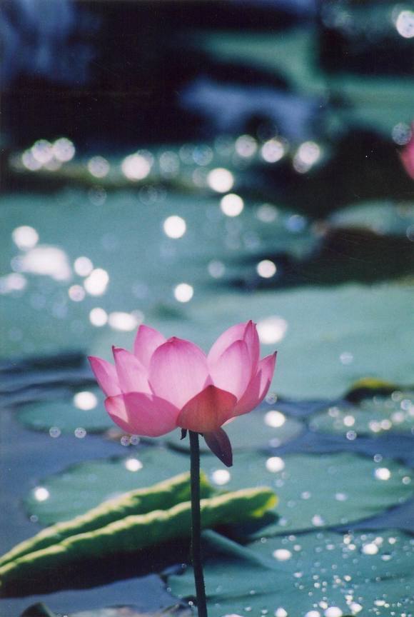 蓮花