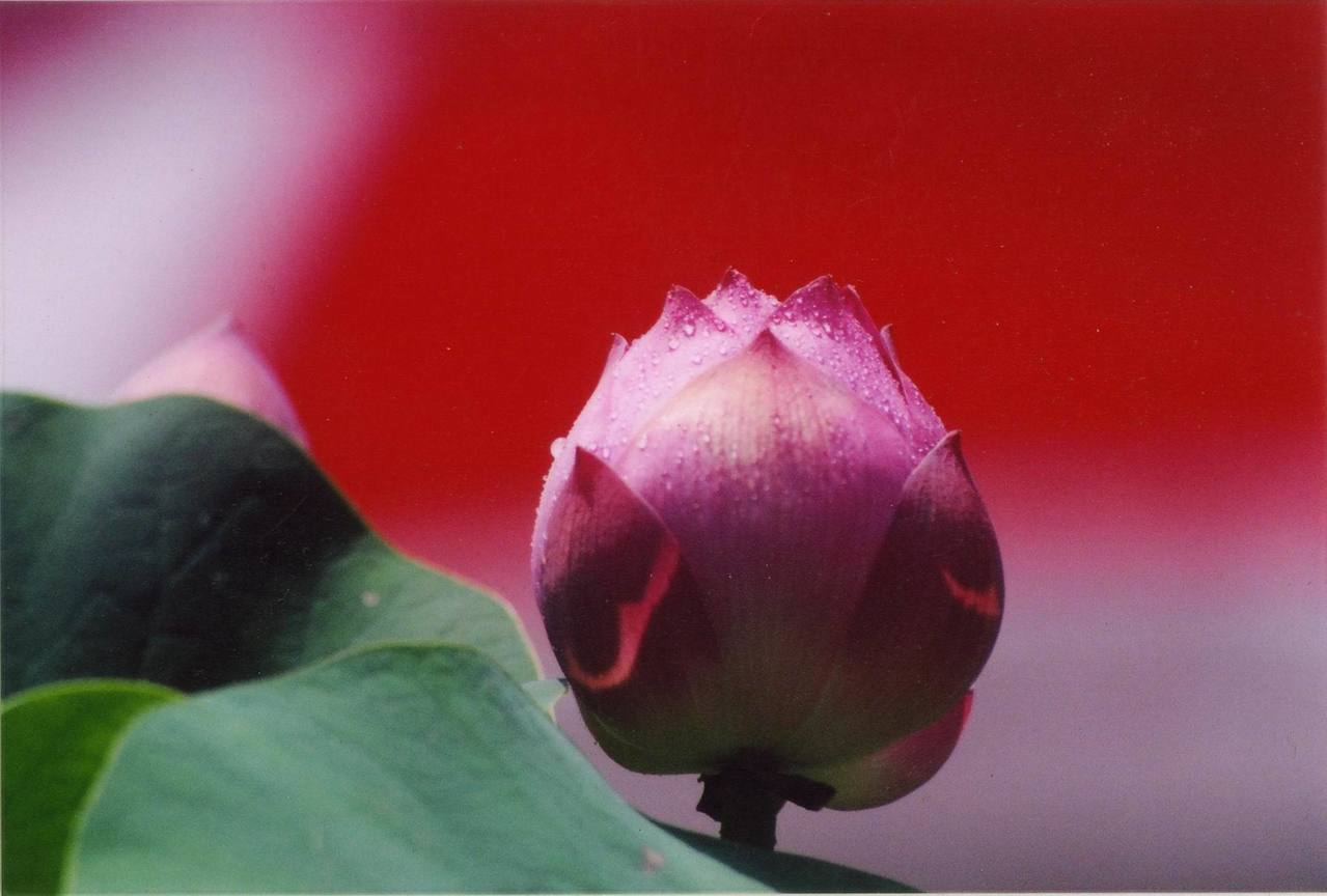 蓮花