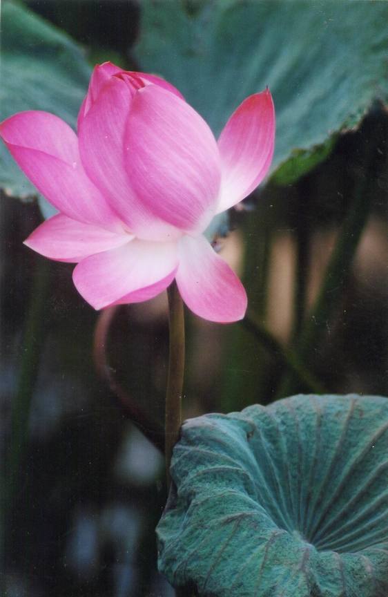 蓮花