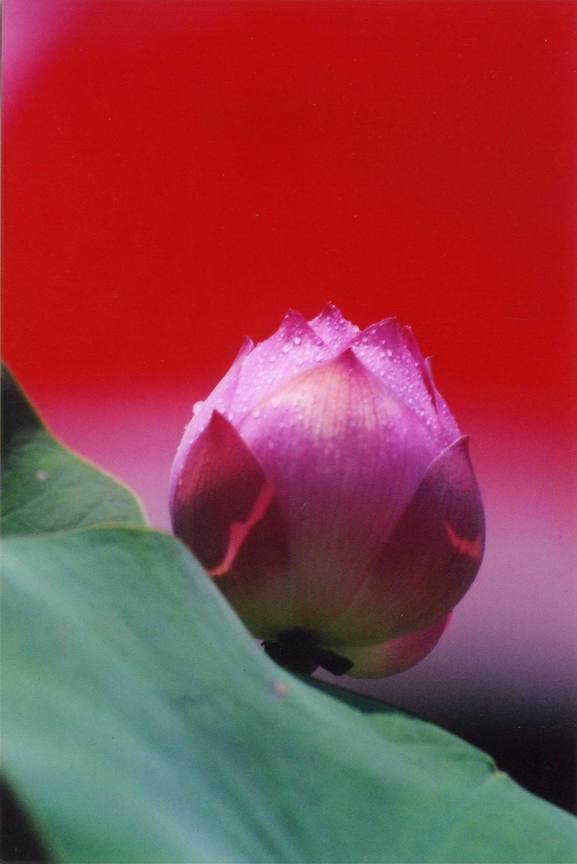蓮花