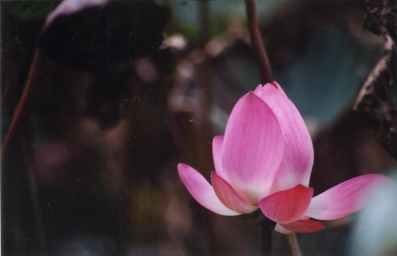 蓮花