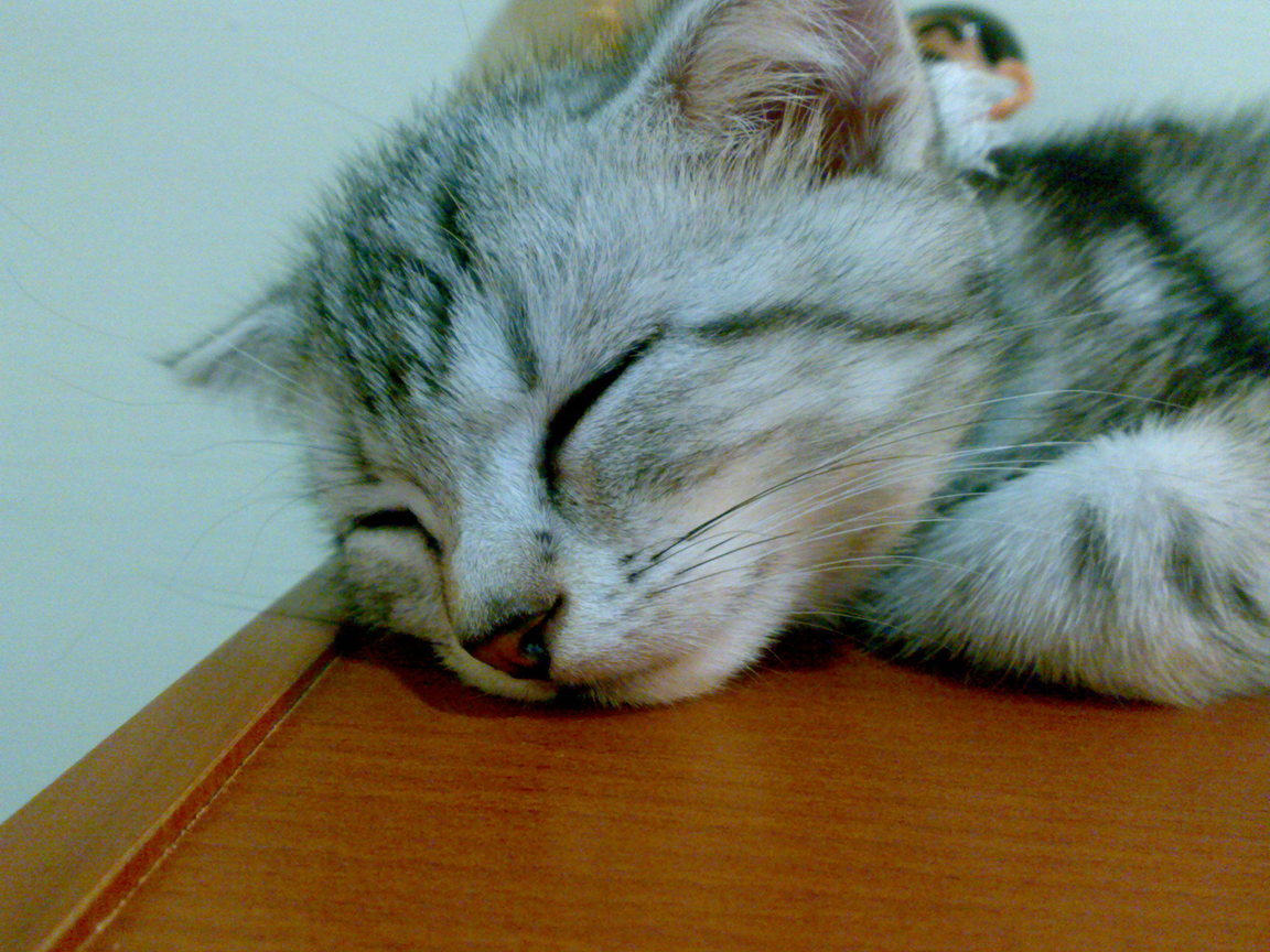 20081005294