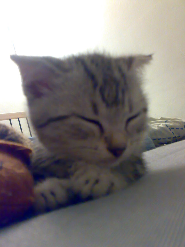 20081004276