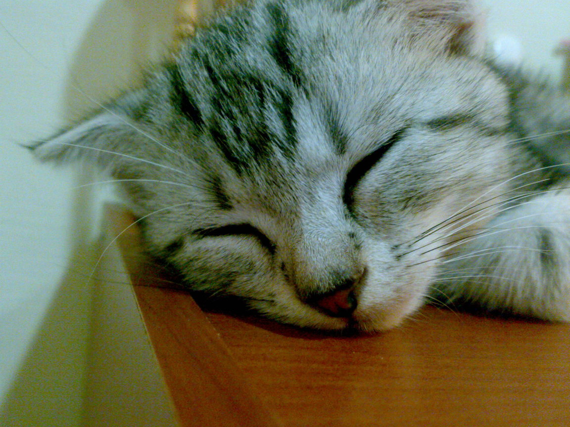 20081005295