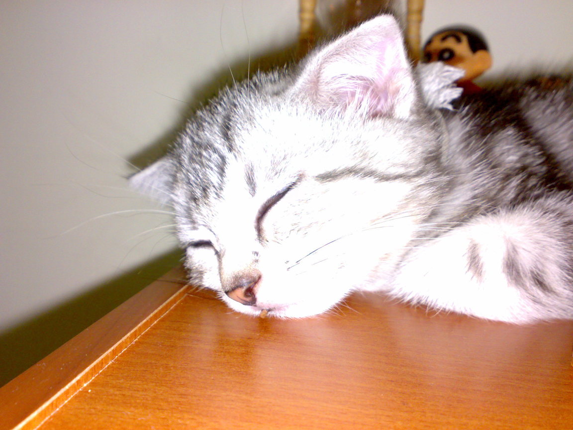 20081005291