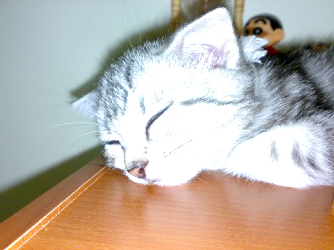 20081005290