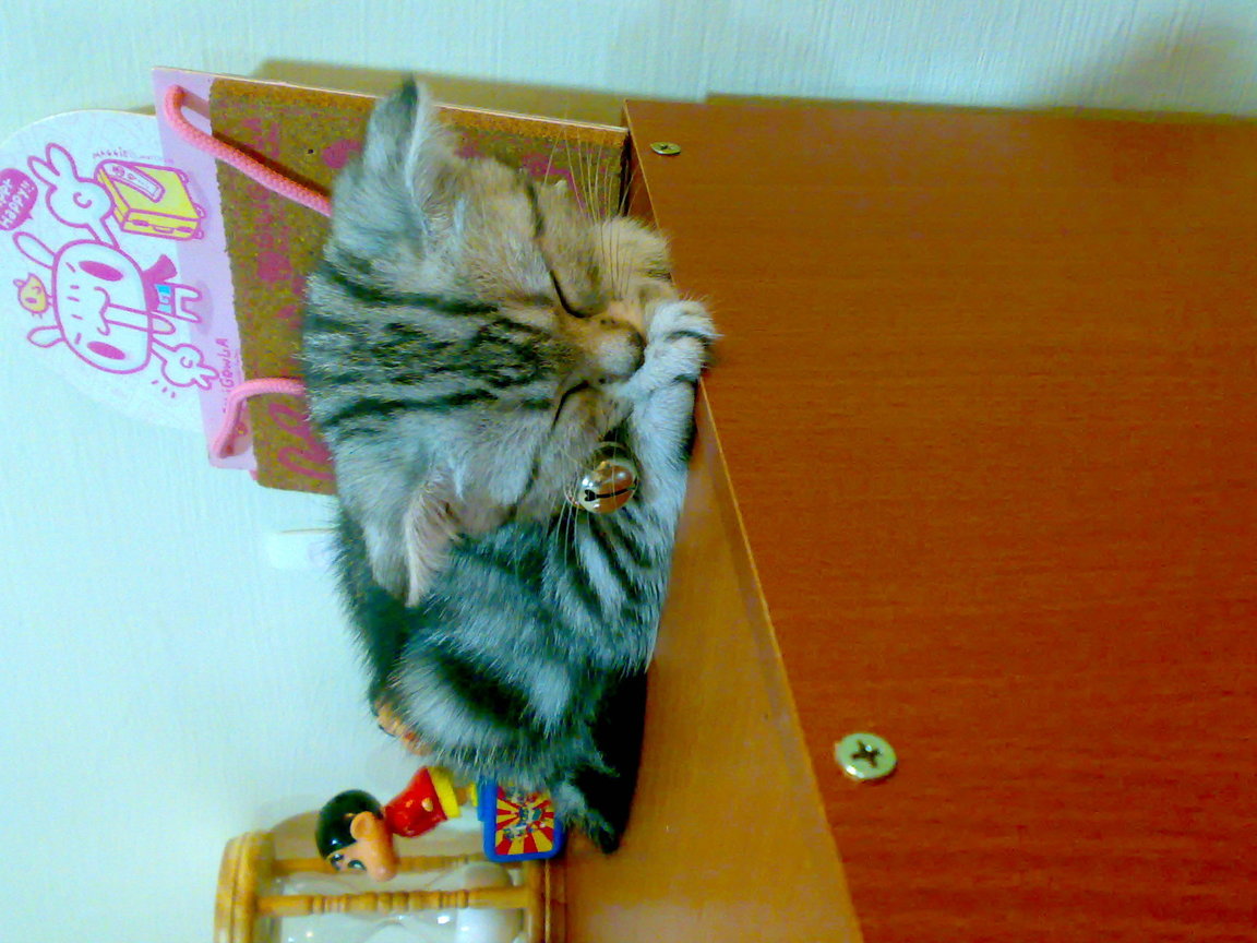 20081005282