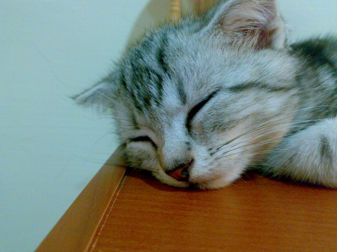 20081005292