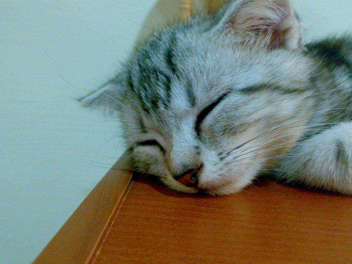 20081005293