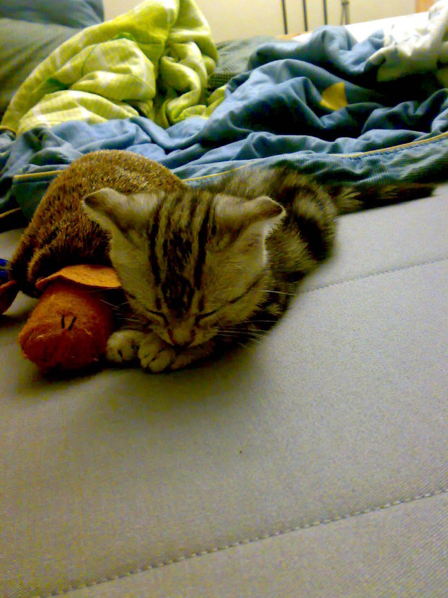 20081004278