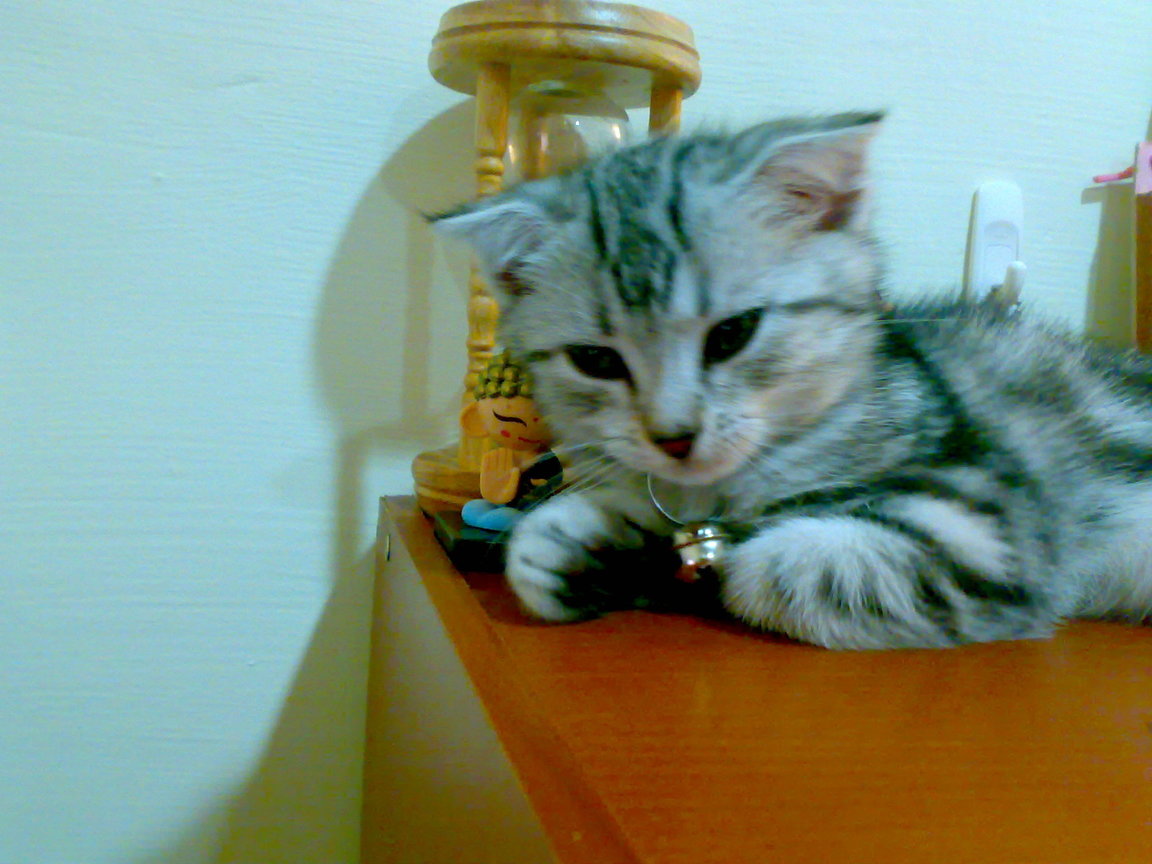 20081005286