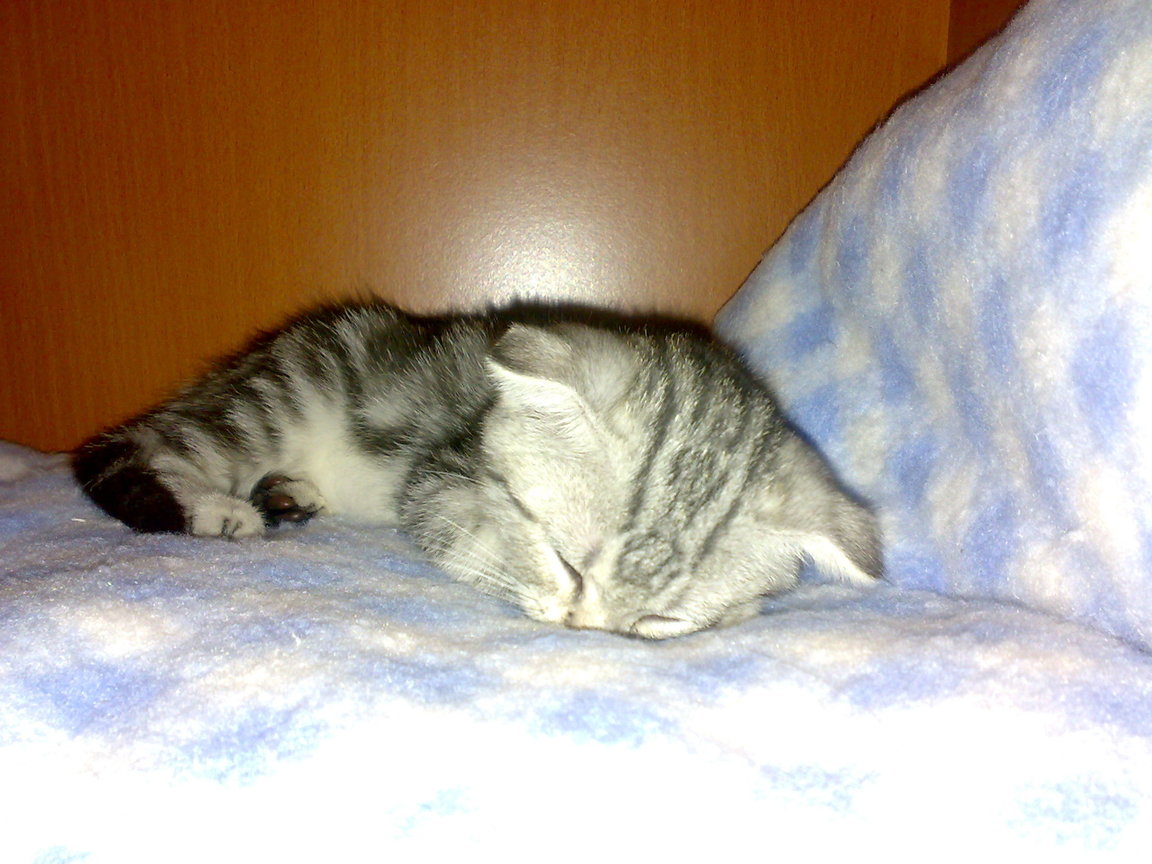 20081004259