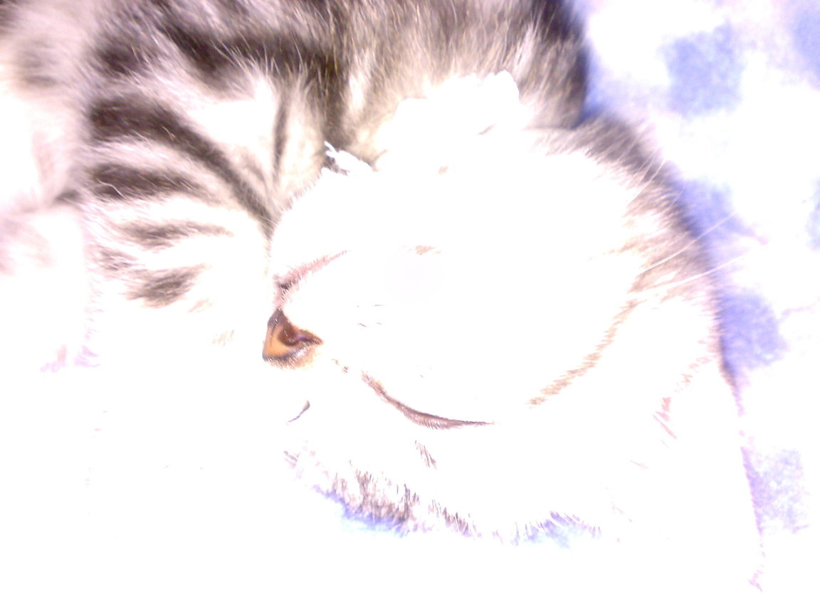 20081004268
