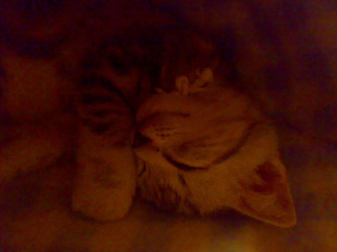 20081004269
