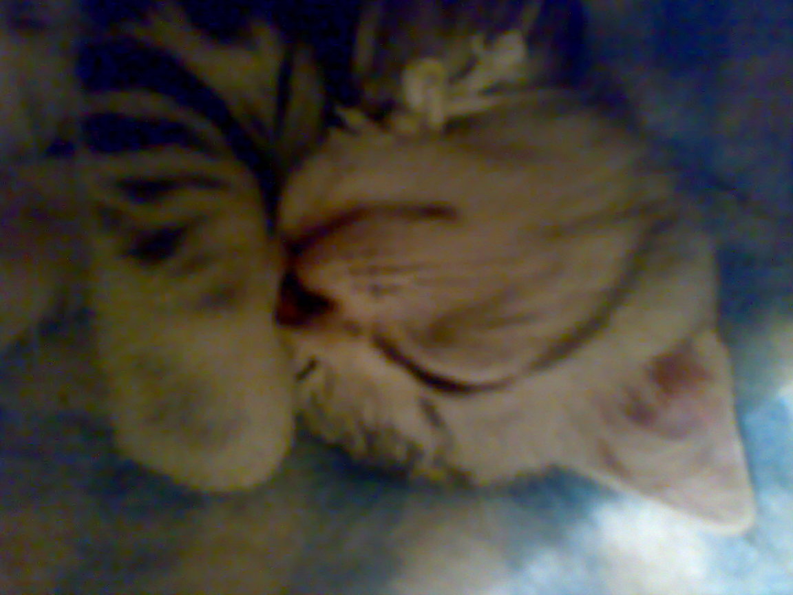20081004267