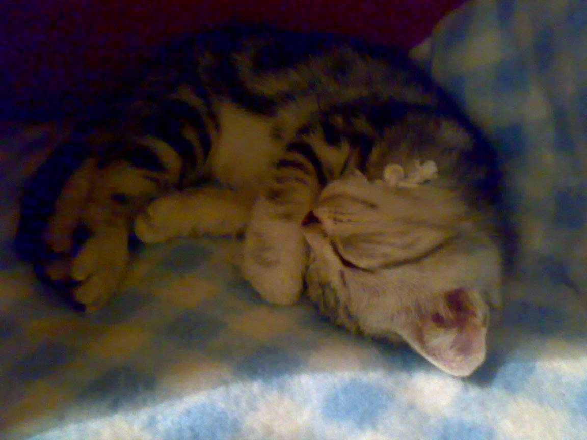 20081004263