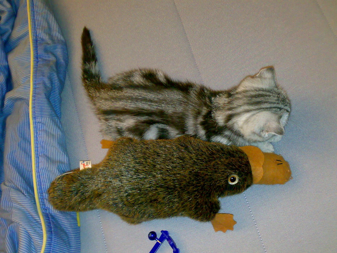 20081004272