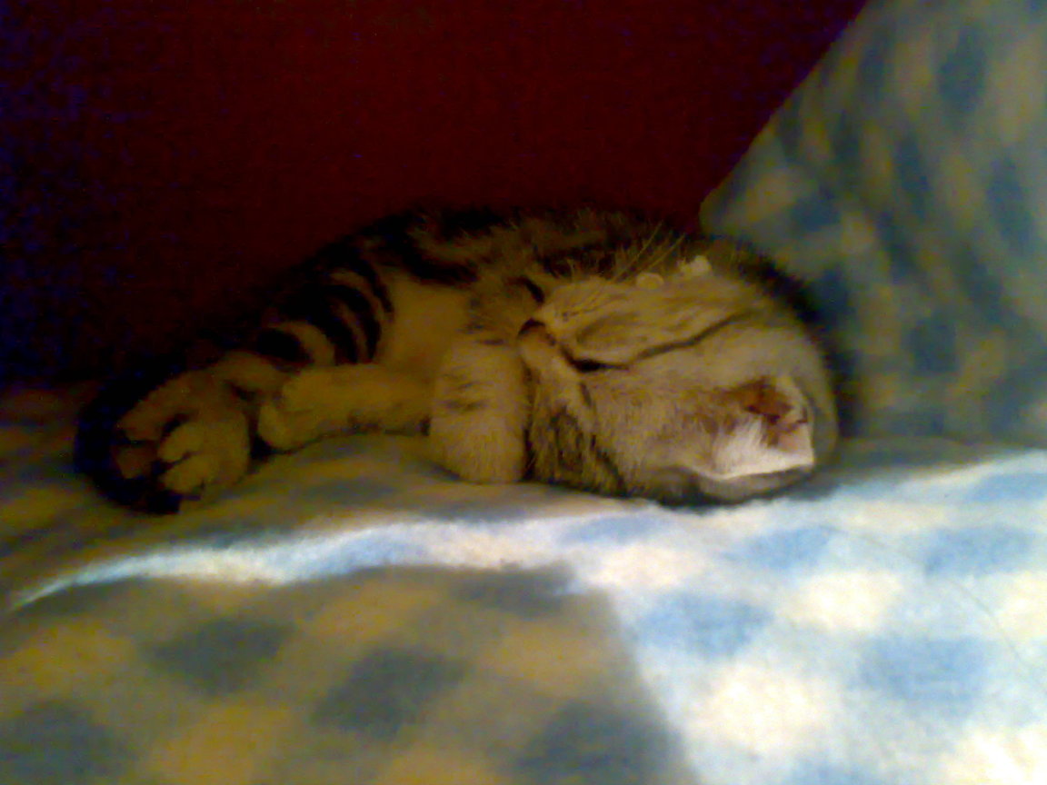 20081004265