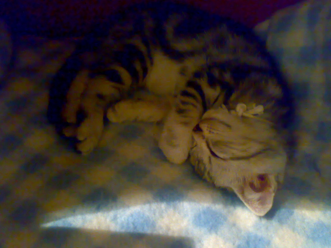 20081004264
