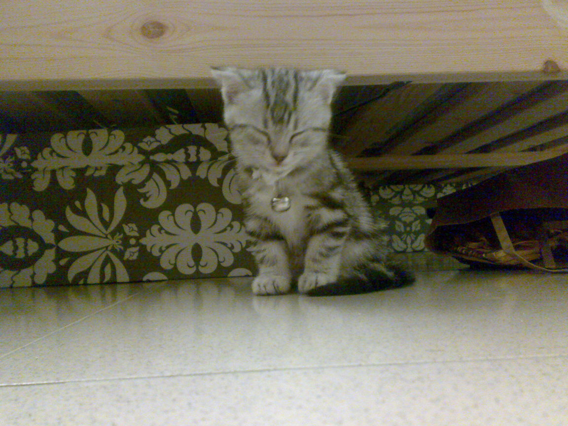 20081004250