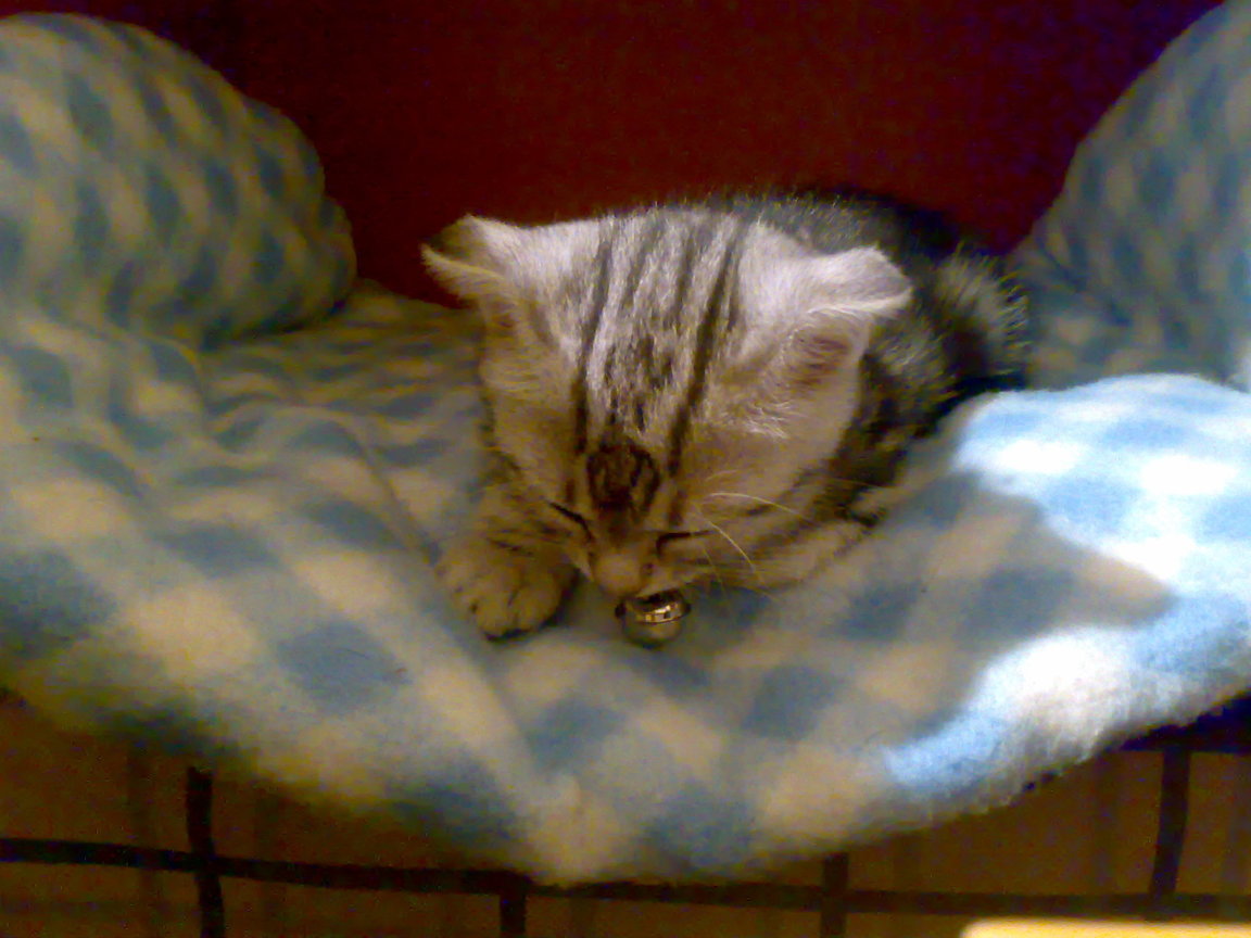 20081004253