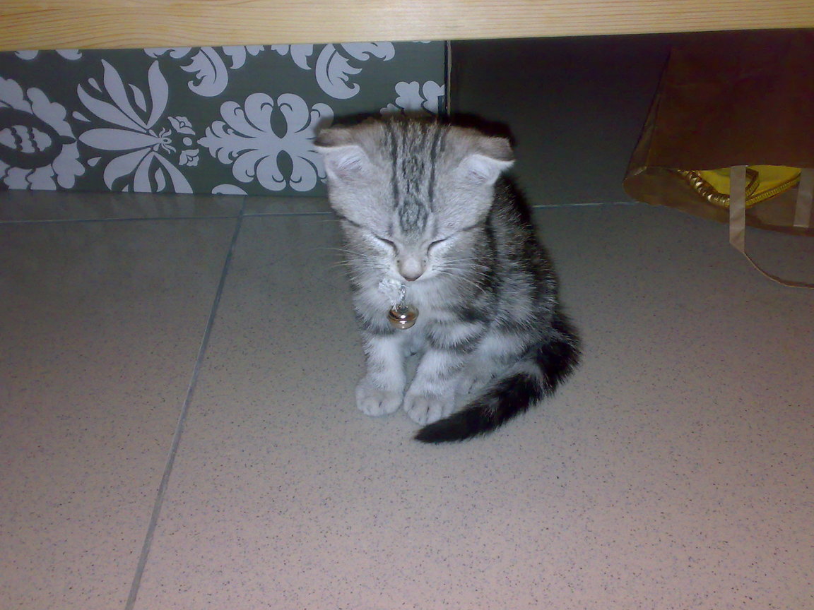 20081004246