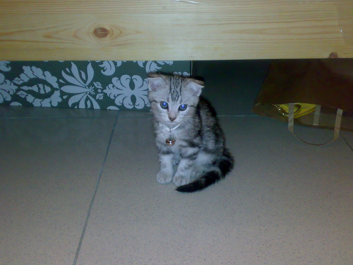 20081004244