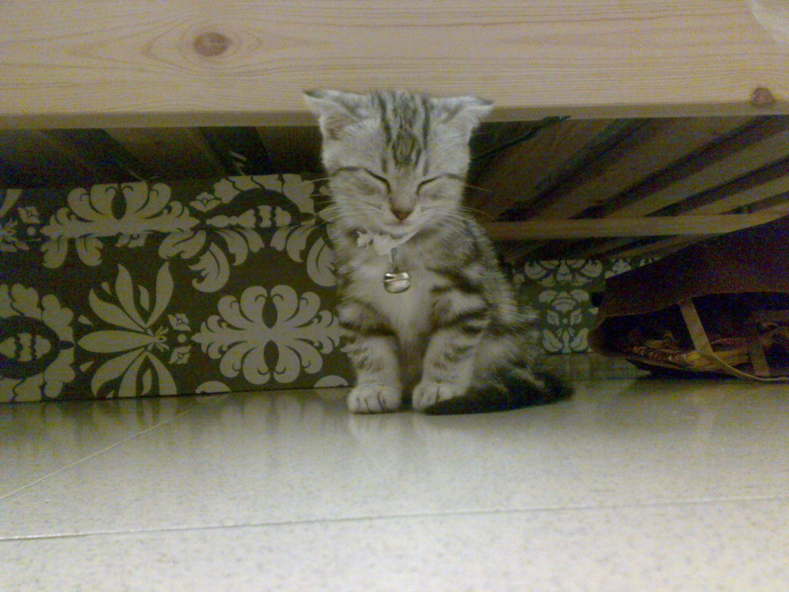 20081004249