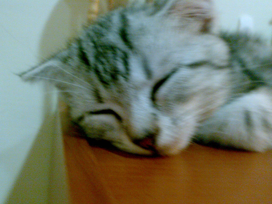 20081005296