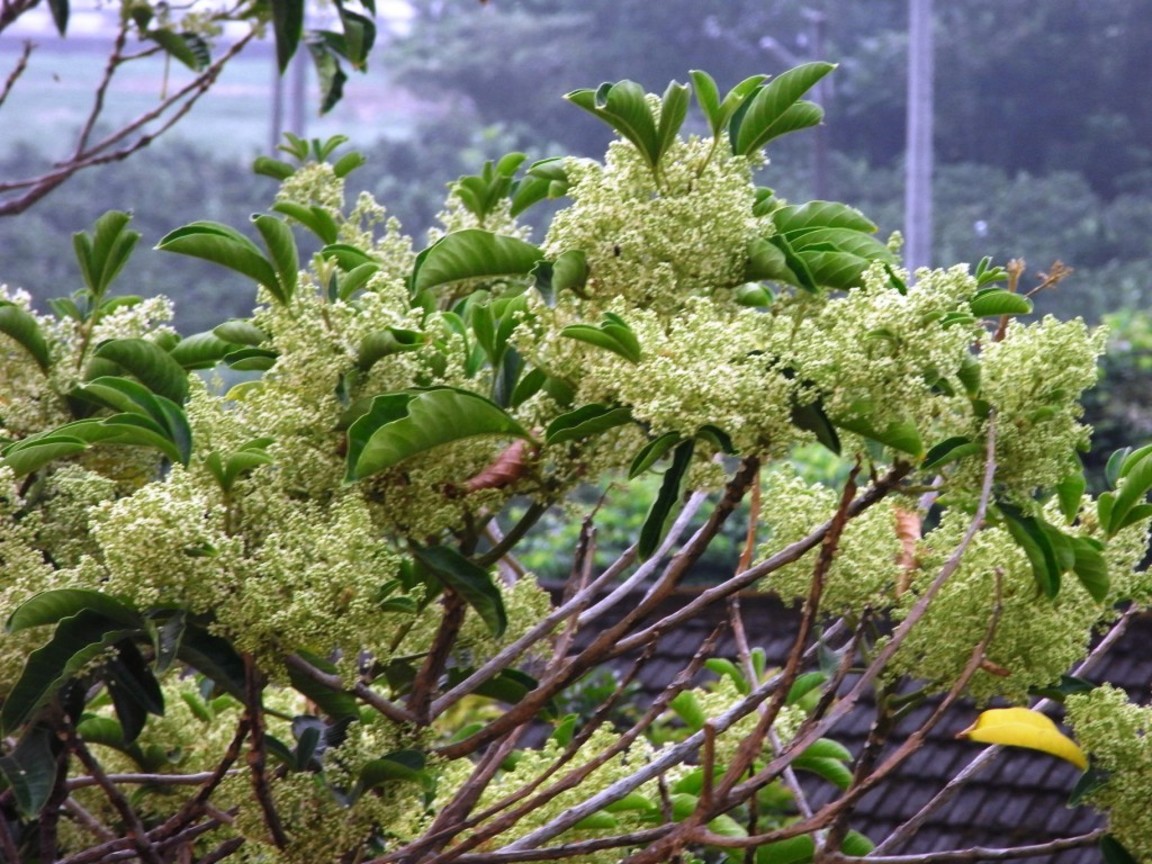 不知名的花─特寫