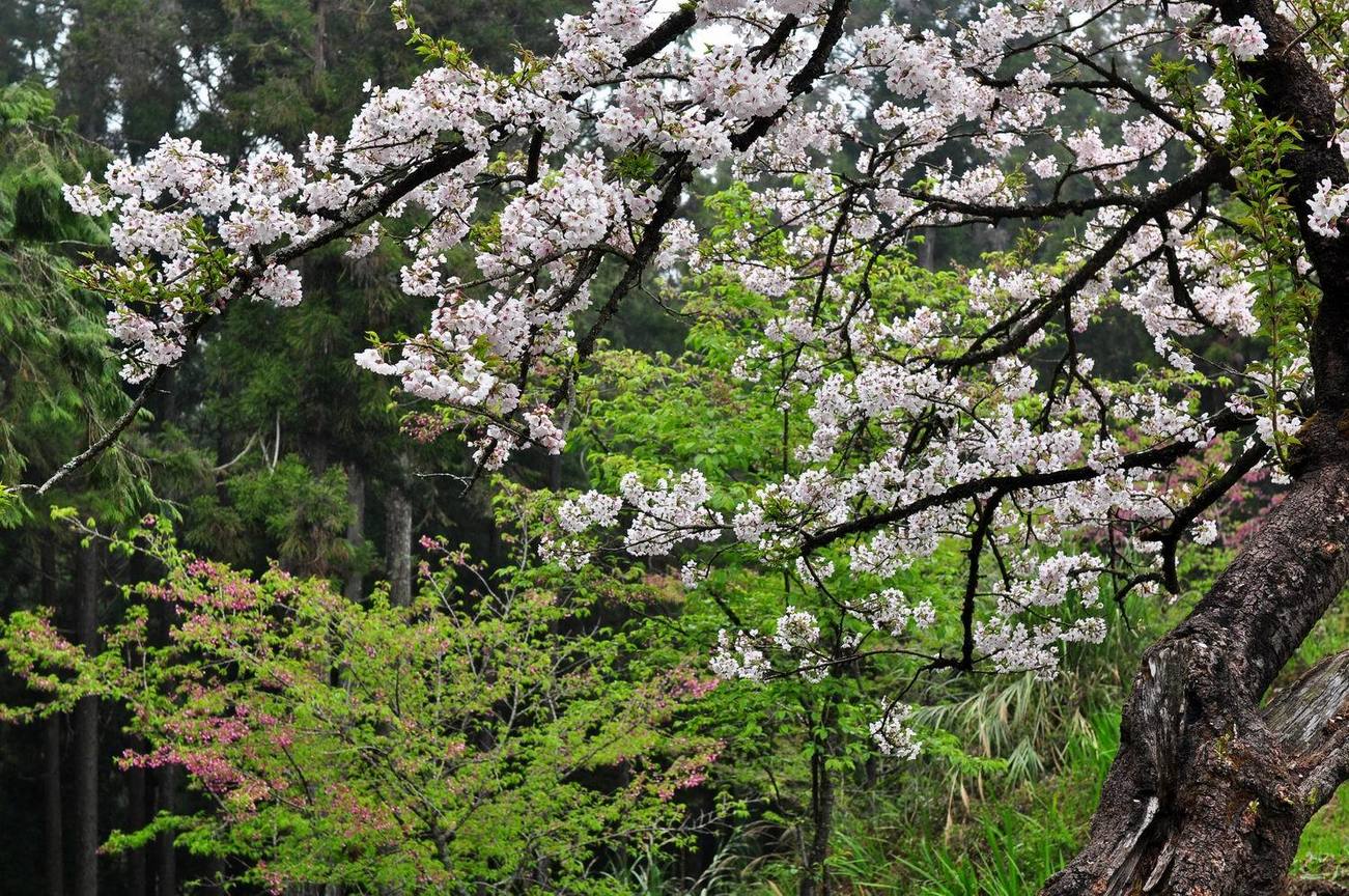 2009 阿里山櫻花_40