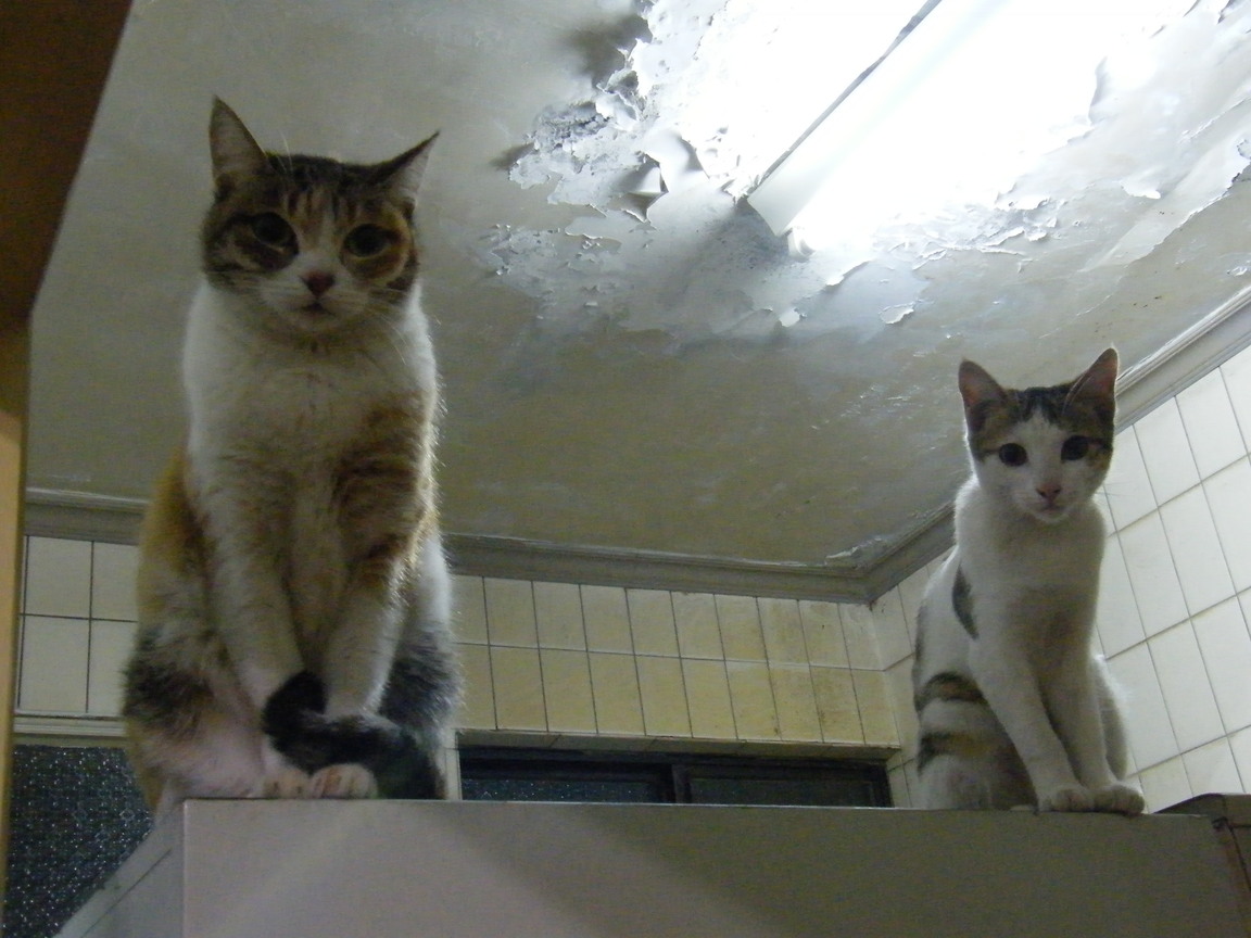 左邊是小花，右邊是想找主人的旺財