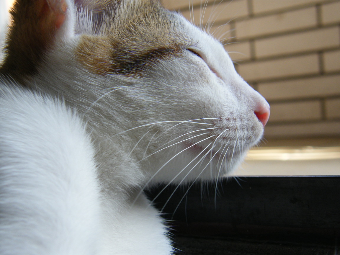 靠著門檻睡著了:P