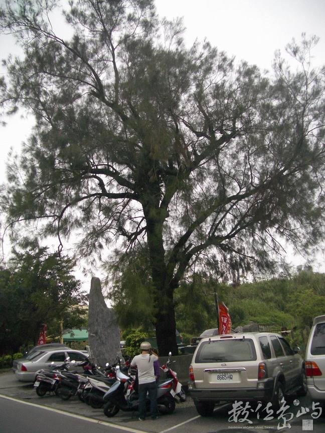 白米社區外的樹