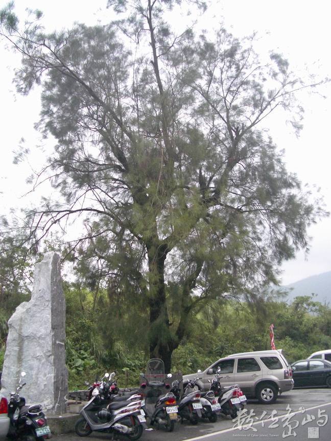 白米社區外的樹