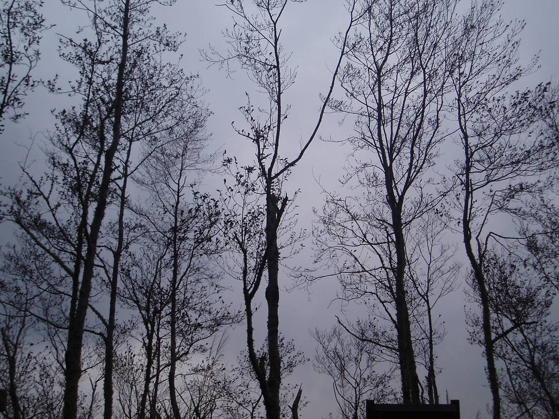 阿里山夫妻樹旁