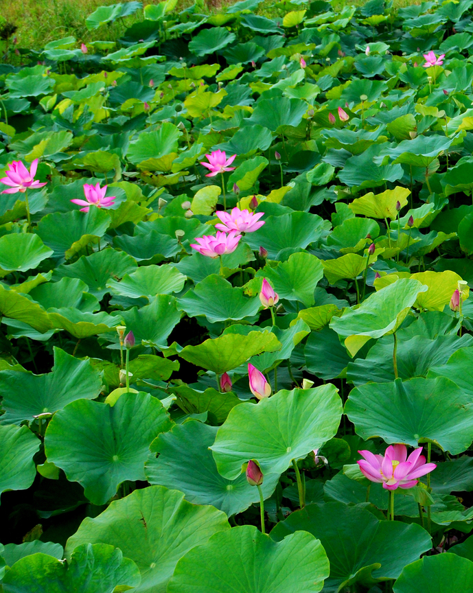 白河蓮花