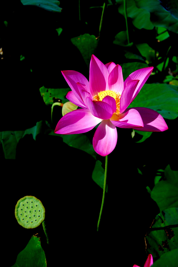 蓮花傳承